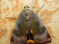 Noctua janthina