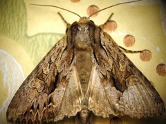 Apamea monoglypha