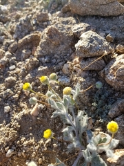 Trichoptilium incisum