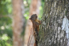 Sciurus granatensis