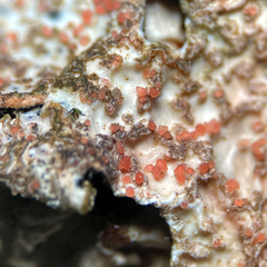 Marchandiomyces corallinus