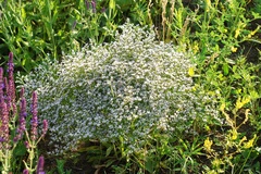 Goniolimon tataricum