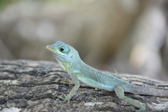 Anolis richardii