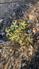 Delphinium cardinale