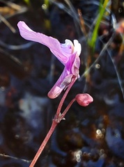 Utricularia uniflora