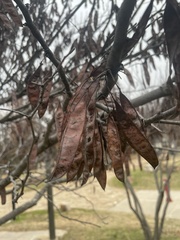 Cercis canadensis