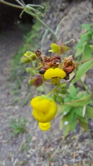 Calceolaria thyrsiflora