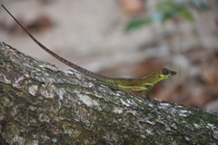 Anolis richardii