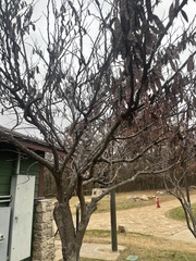 Cercis canadensis