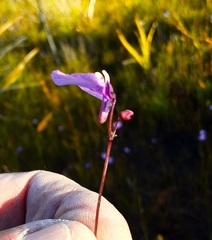 Utricularia uniflora