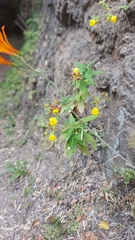 Calceolaria thyrsiflora