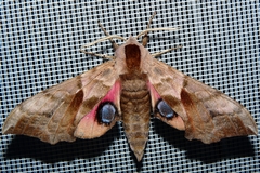 Smerinthus ocellata