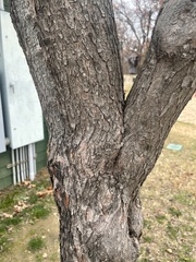 Cercis canadensis