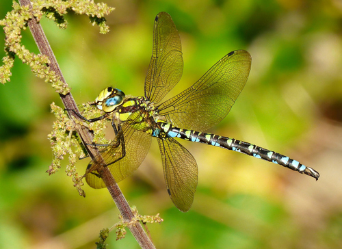 Southern Hawker, photo 2 of 8