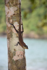 Anolis richardii