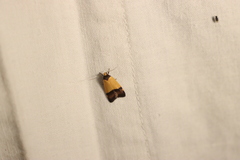 Heteroteucha dichroella