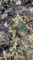 Artemisia californica