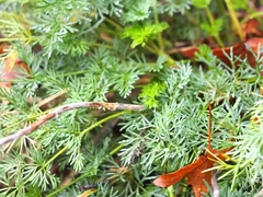 Meum athamanticum