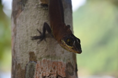 Anolis richardii