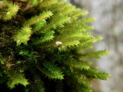 Leucodon andrewsianus