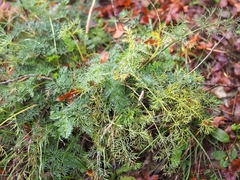 Meum athamanticum
