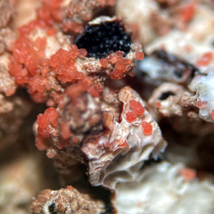 Marchandiomyces corallinus