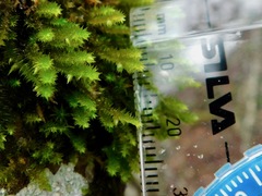 Leucodon andrewsianus