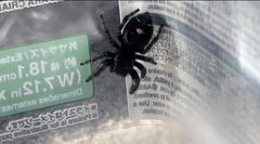 Phidippus audax