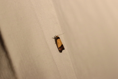 Heteroteucha dichroella