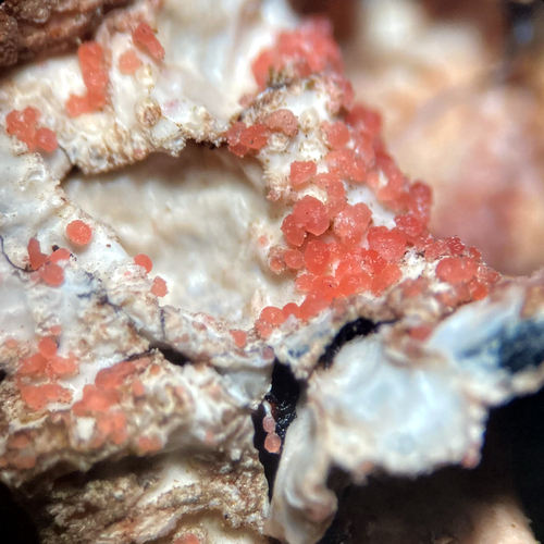 Marchandiomyces corallinus (Roberge) Diederich & D.Hawksw.