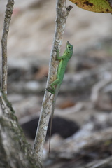 Anolis richardii