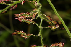 Urochloa mutica