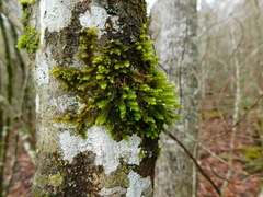 Leucodon andrewsianus