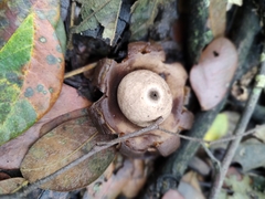 Geastrum