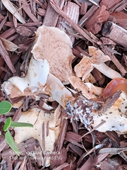 Hebeloma