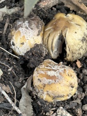 Coprinellus bipellis