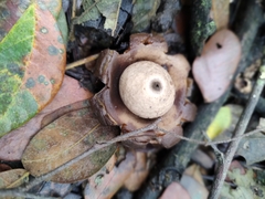 Geastrum
