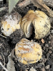 Coprinellus bipellis