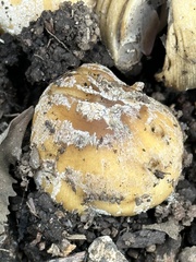 Coprinellus bipellis