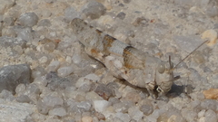 Sphingonotus caerulans