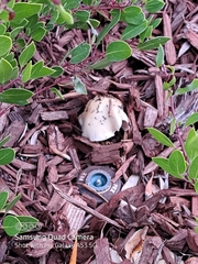 Hebeloma