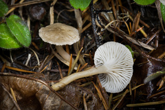 Spodocybe trulliformis