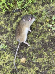 Muroidea