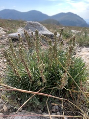 Artemisia borealis