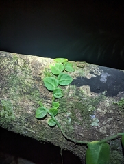 Rhaphidophora