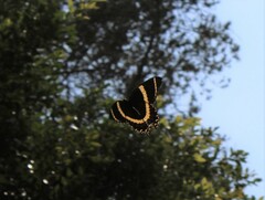 Papilio garamas garamas