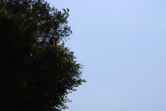 Papilio garamas garamas