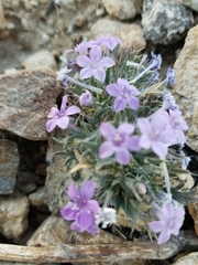 Langloisia setosissima setosissima