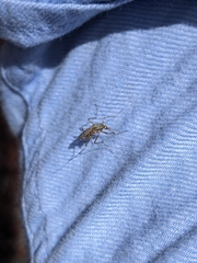 Aedes vittiger