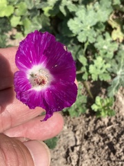 Callirhoe involucrata